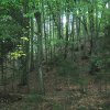 05 Padure pe Valea Avrigului - Andra Baiasu